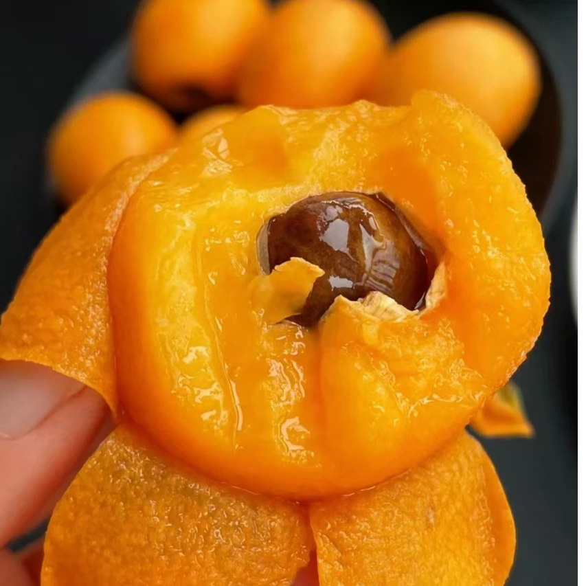 云南蒙自早熟枇杷