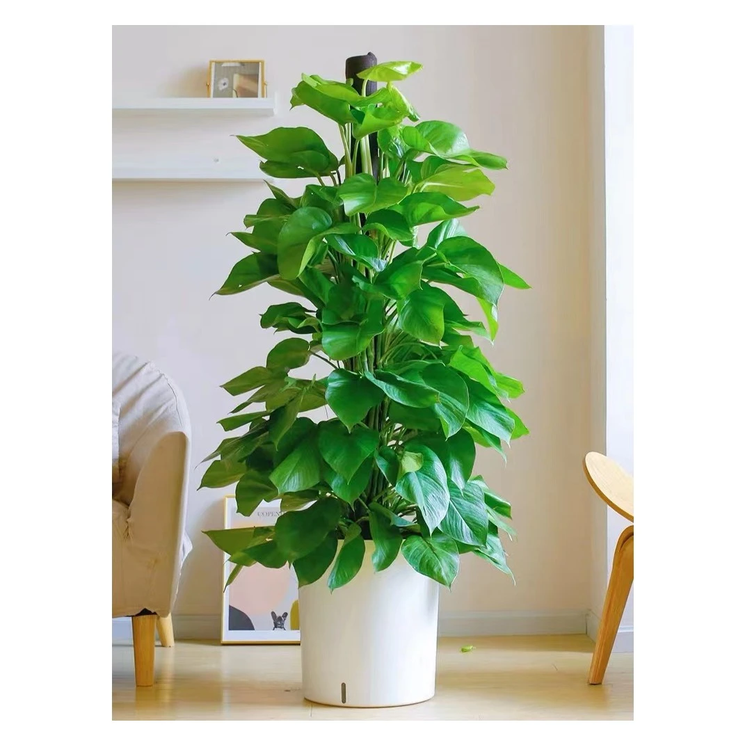 绿萝柱盆栽植物室内客厅基地直销原盆发货净化空气花卉四季常青