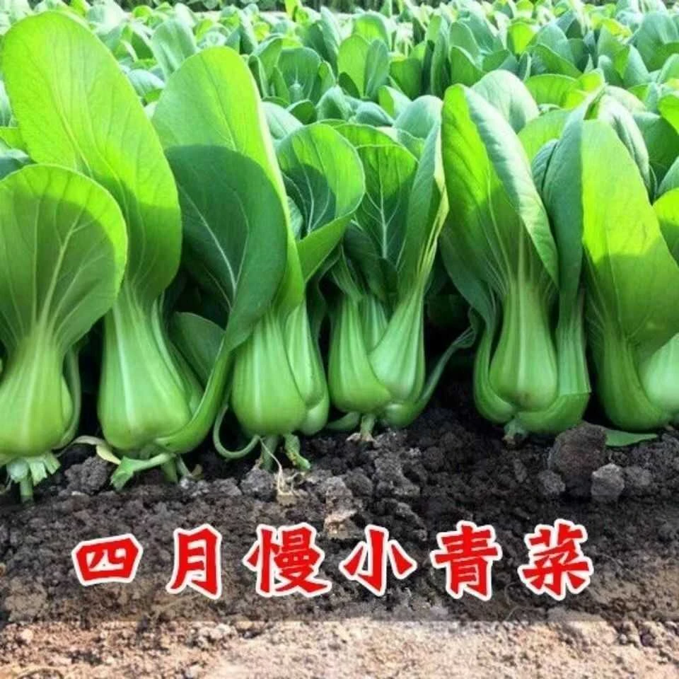 【满5包包邮】四月慢上海青菜种子四月曼种子四季播种速生小青菜籽