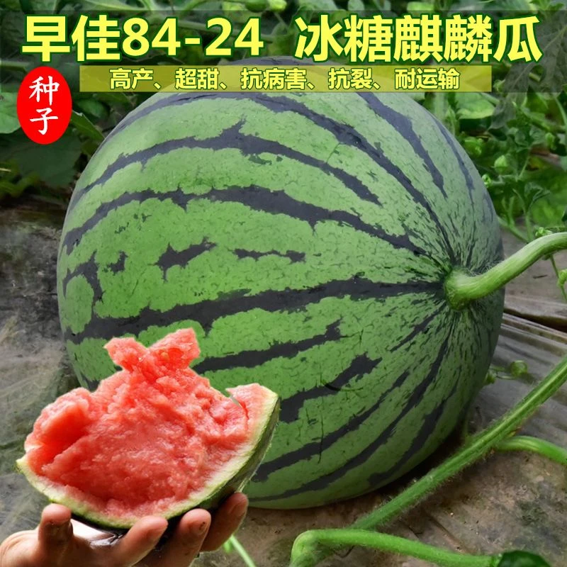 【满5包包邮】8424麒麟西瓜种子无籽特大高产巨型甜王南方四季蔬