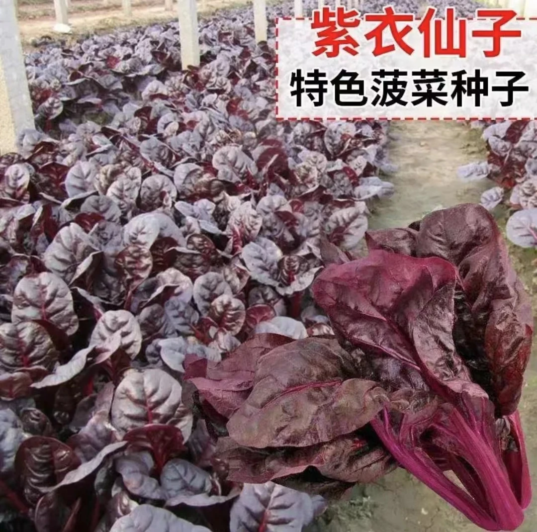 【满5包包邮】紫菠菜种籽春夏秋季种富含花青素高产红色菠菜种子