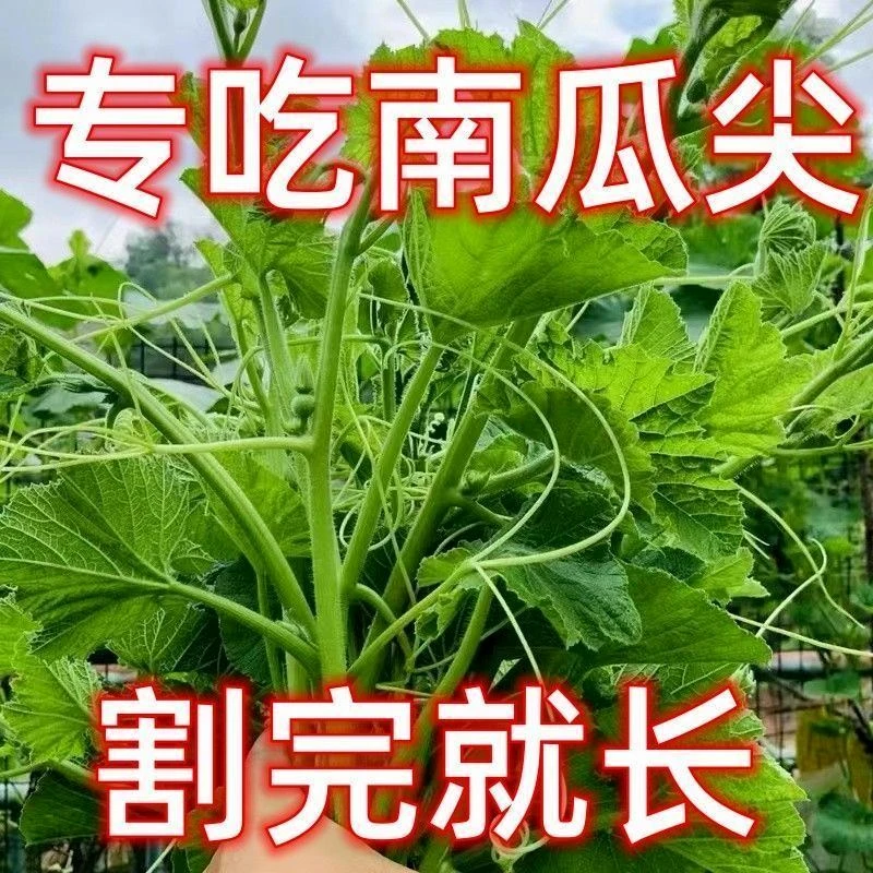 【满5包包邮】专吃南瓜尖种子春秋季播种南瓜蔬菜种子专吃南瓜藤