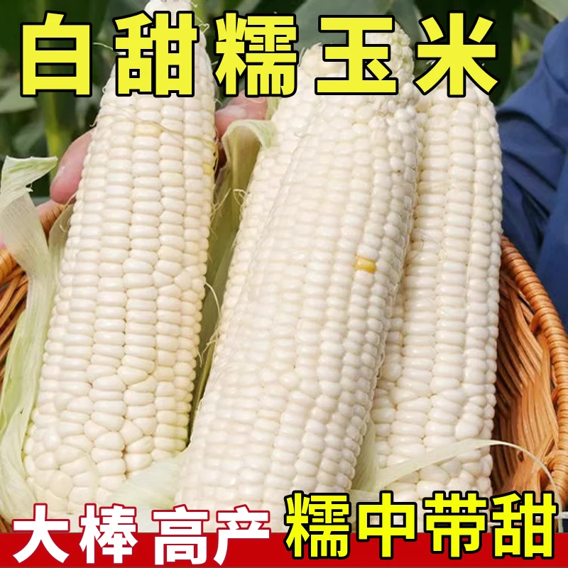 【满5包包邮】白甜糯玉米种高产四季家庭自播白糯玉米农家超甜蔬菜