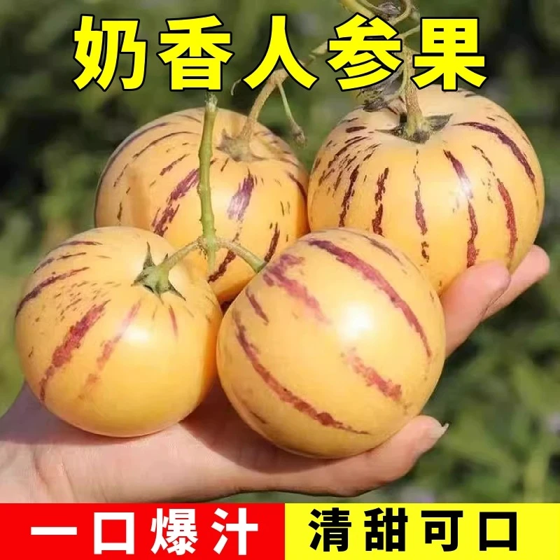 【满5包包邮】人参果种籽奶香水果甜瓜种籽多年生果大肉多皮薄多