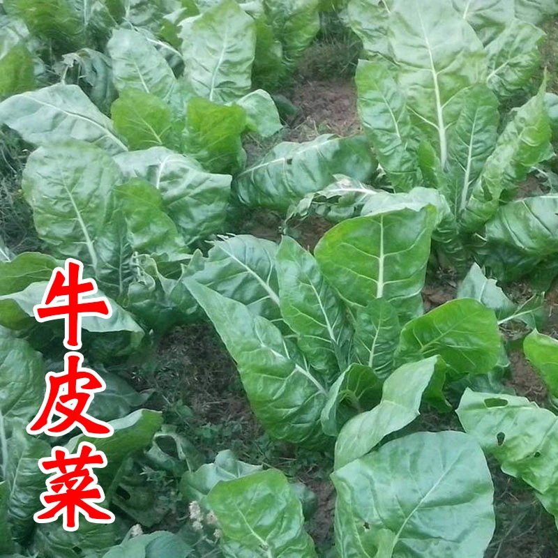 【满5包包邮】根达菜种子牛皮菜籽蔬菜种孑君达菜四季莙荙菜厚皮菜