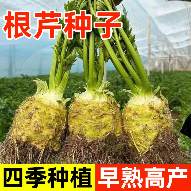 【满5包包邮】四季地中海根芹种子根芹菜种籽菜籽芹菜种子盆栽蔬