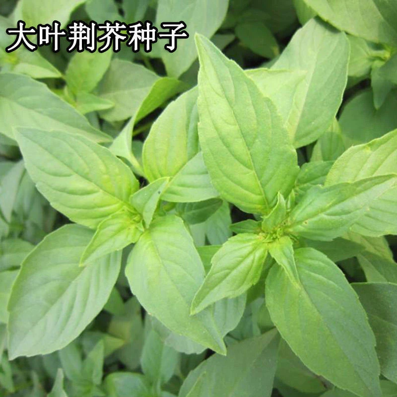 【满5包包邮】荆芥菜种籽河南大叶荆芥种子菜籽夏季四季盆栽荆菜