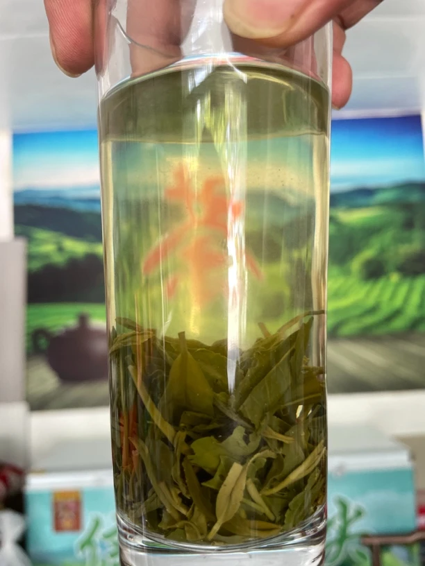 2024信阳毛尖炒青茶口粮茶