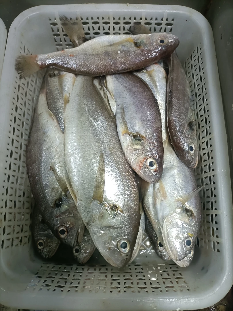 渤海湾海捕白姑鱼，白敏鱼5斤1斤3条内，腮有刮伤建议勿拍