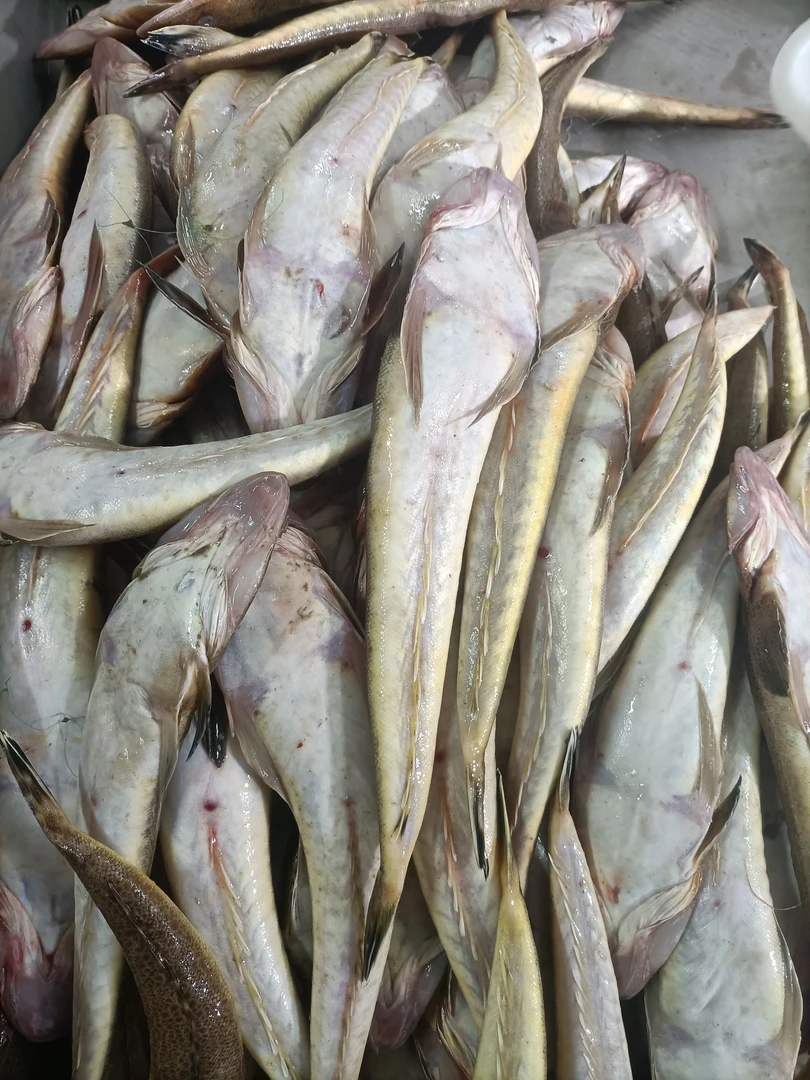 特小辫子鱼牛尾巴鱼五斤一斤10条