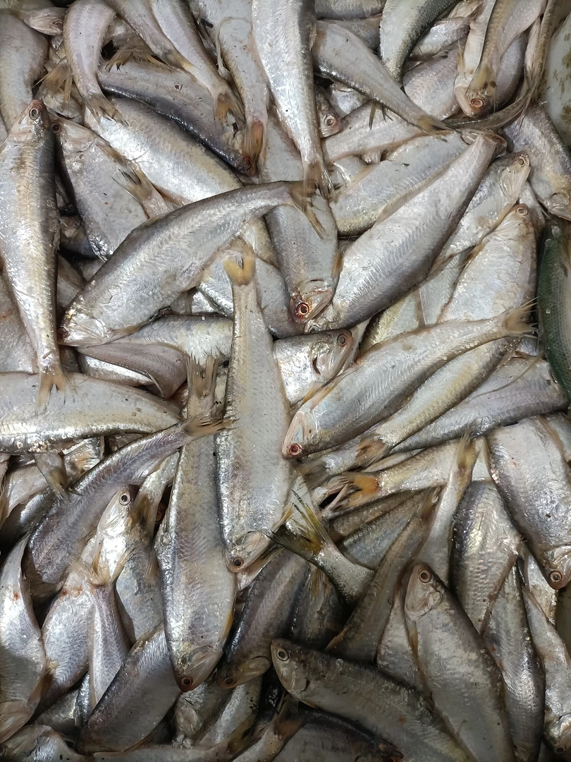 马口鱼油扣鱼 5斤一斤20条