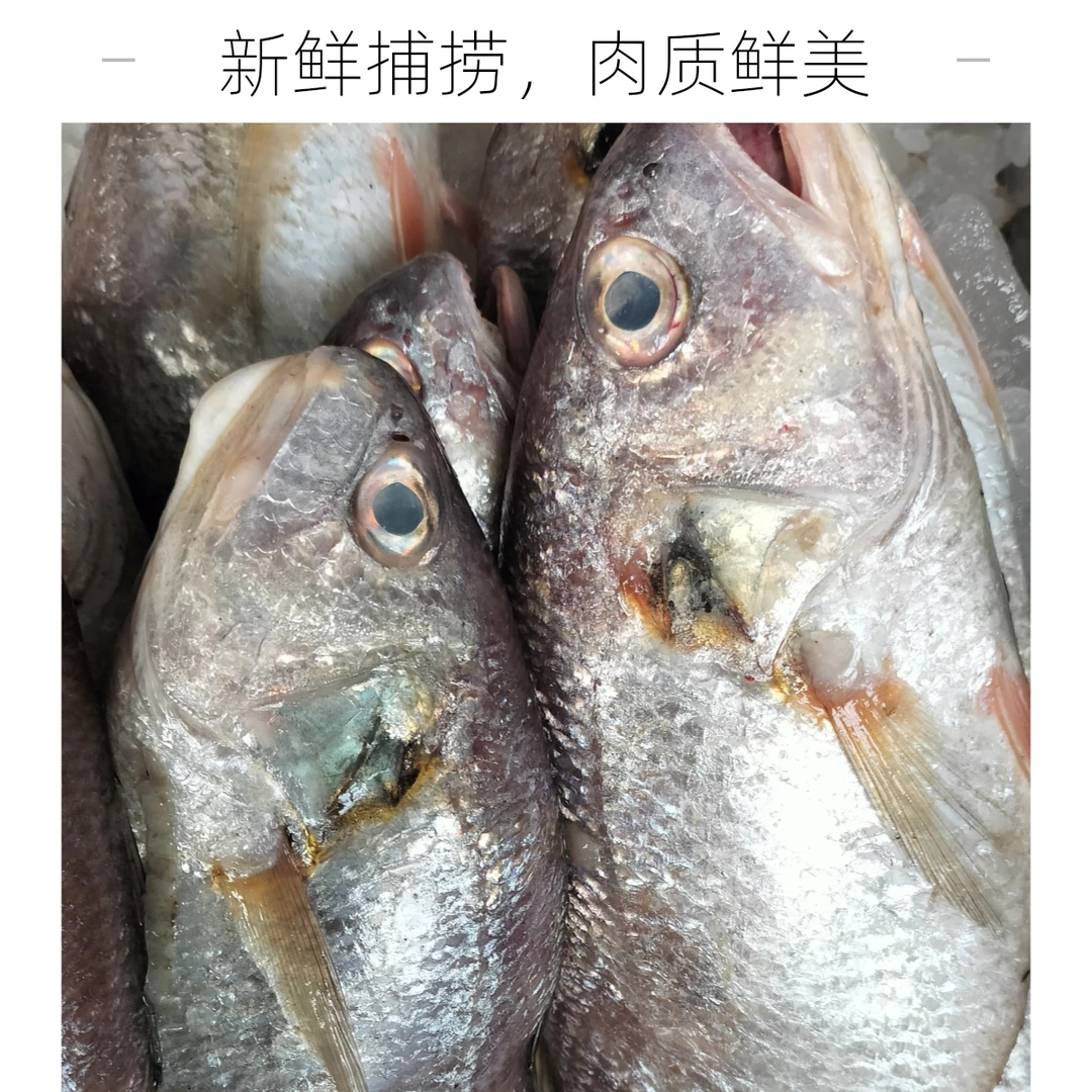 渤海湾新鲜白 敏 鱼白姑鱼5斤