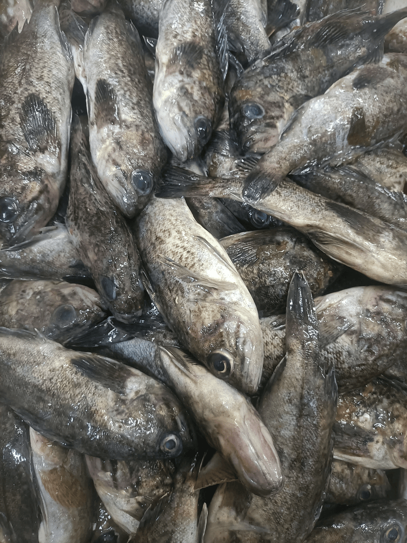 中海黑鱼黑头鱼4斤一斤4条