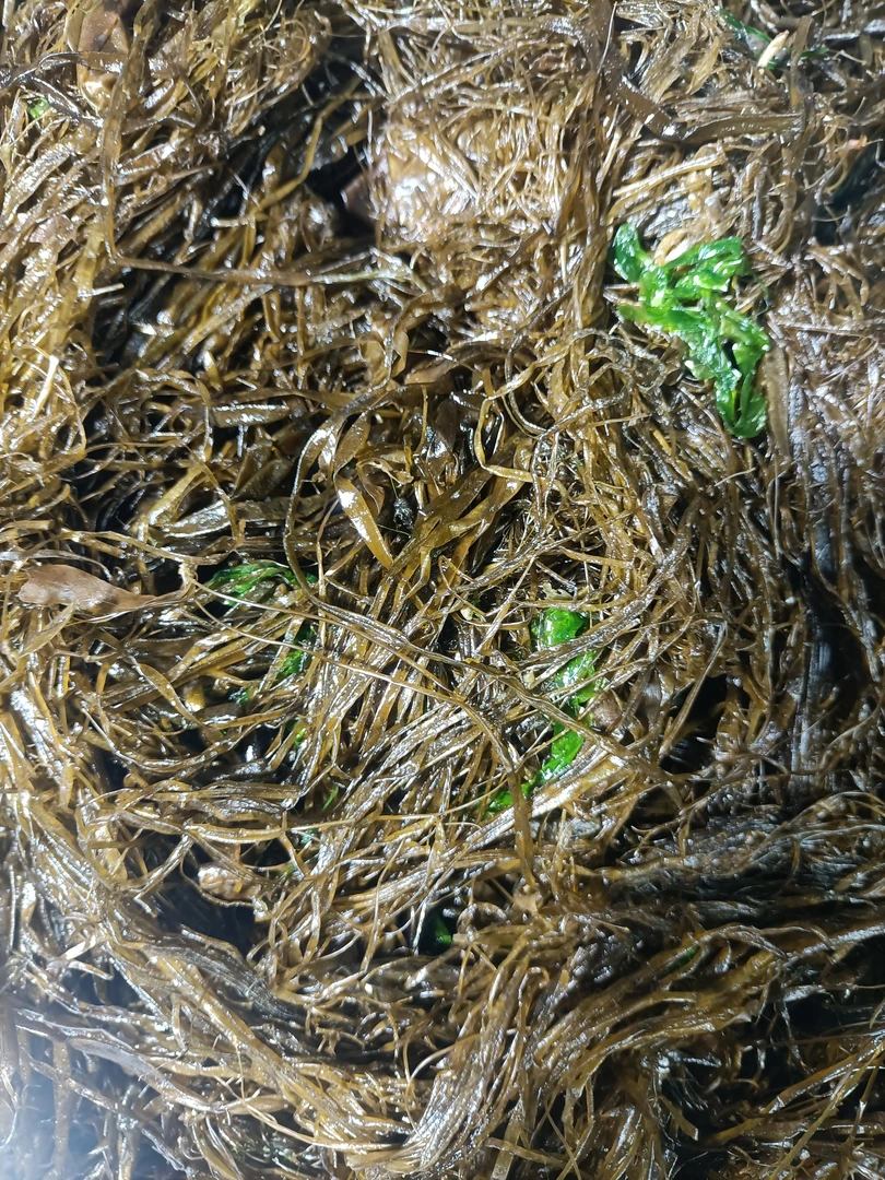 渤海湾新鲜海麻线五斤包包子，包饺子。凉拌炒肉丝口感鲜滑。脆爽