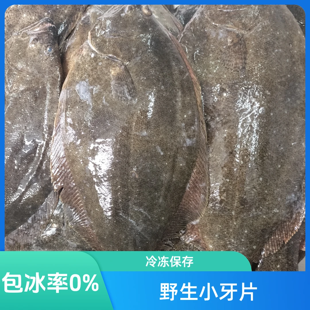 渤海湾牙片5斤以上