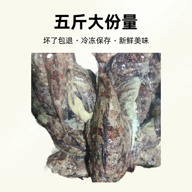 渤海湾先生鱼石头鱼5斤
