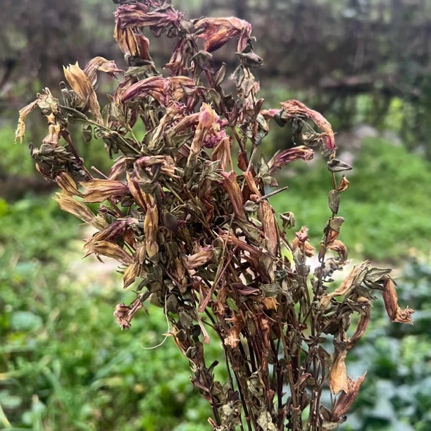 野外生长紫花龙胆草 小龙胆草