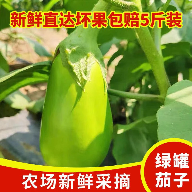 河南农家自种新鲜大青茄子鲜嫩无籽绿茄子可生吃的茄子包邮