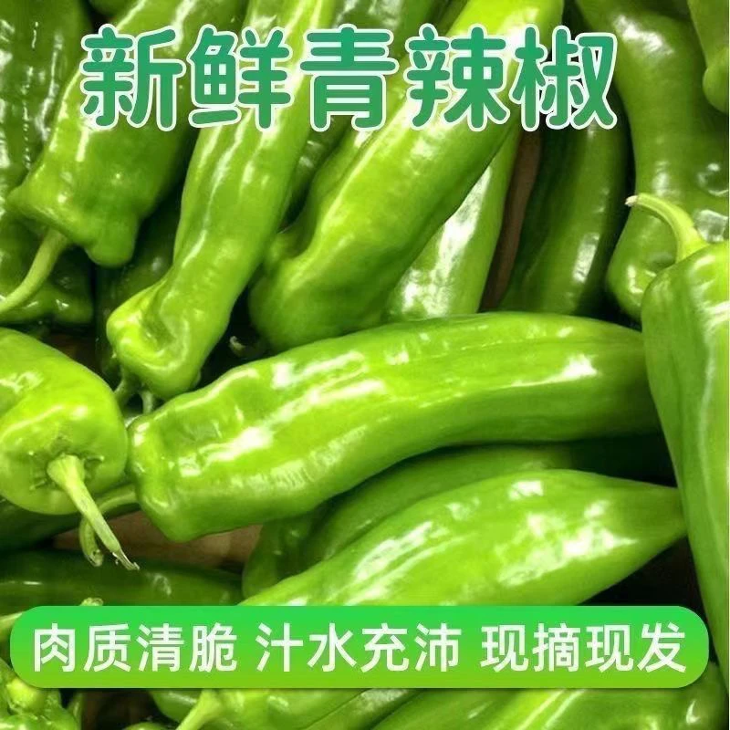 365河南现摘新鲜青辣椒农家自种泡椒菜椒微辣青椒