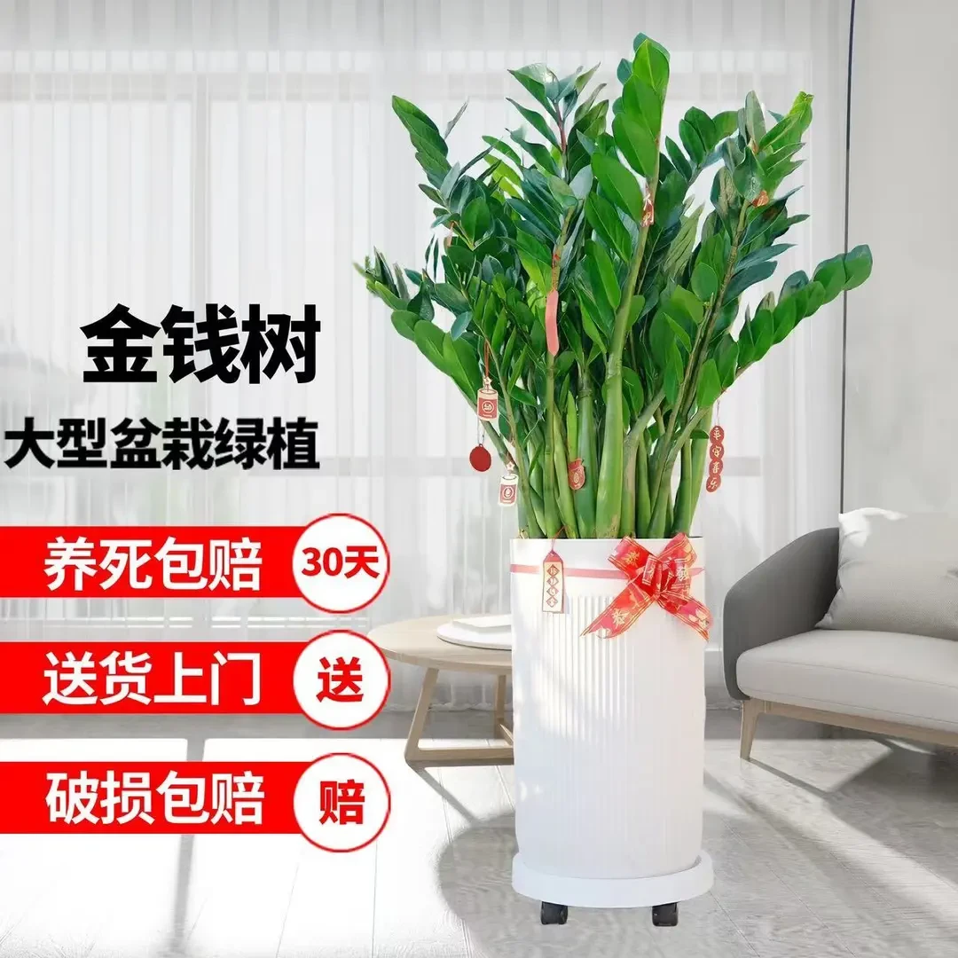 金钱树90-100cm巨无霸大型懒人植物乔迁开业送礼室内客厅好养