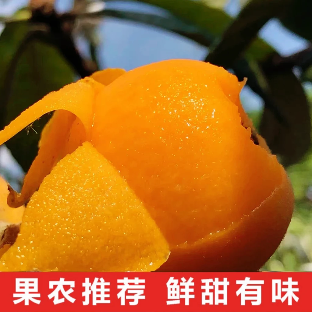 【顺丰】四川米易露天早春甜枇杷新鲜现摘水果孕妇水果香甜细腻5斤