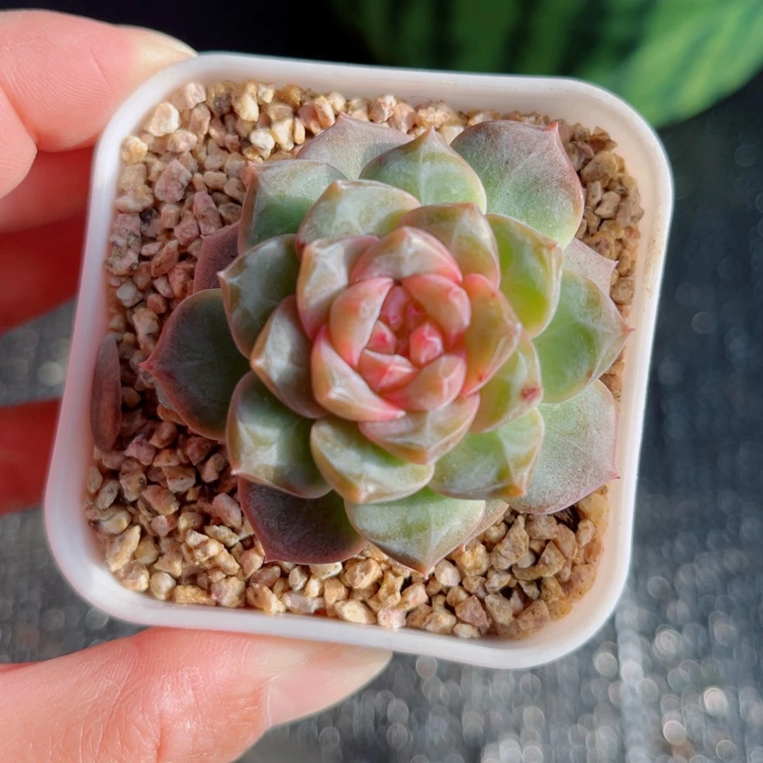 25号风靡园艺琥珀单头