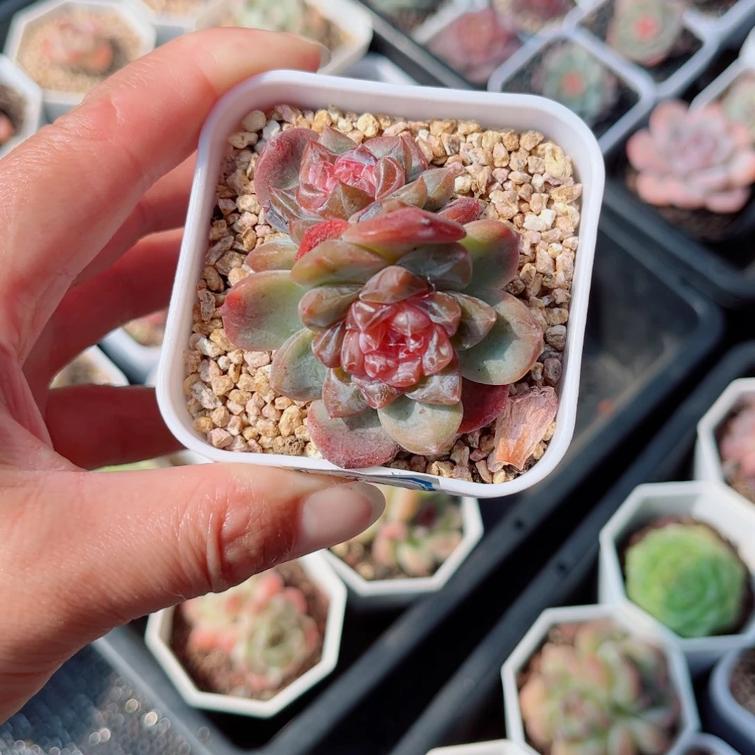 21好等你园艺冰魄双