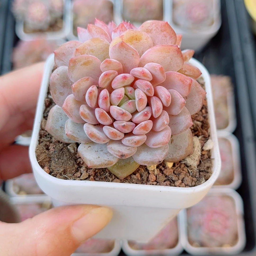 28号风靡园艺星星橙双