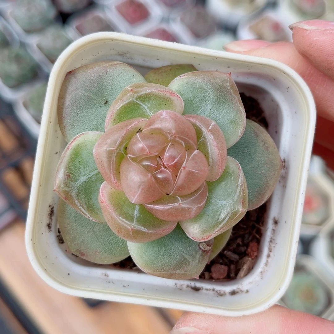 76号风靡园艺空灵珍妮