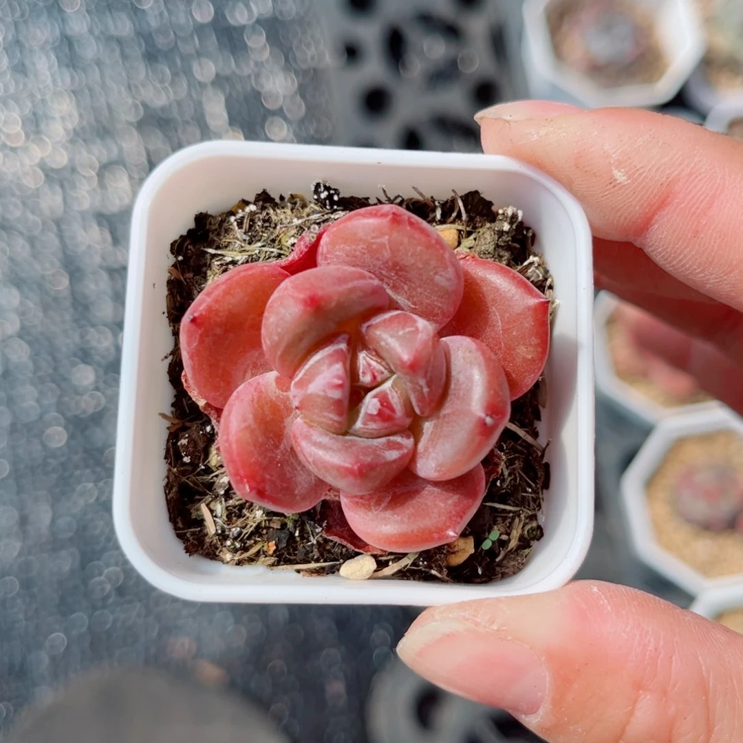 54号风靡园艺糖心单头