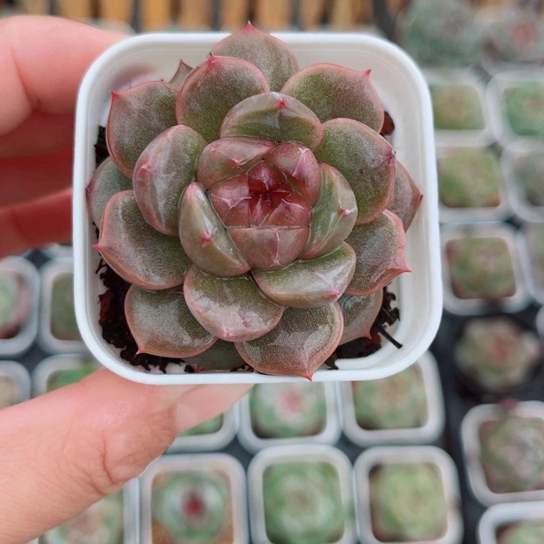 风靡园艺沁梦珍妮