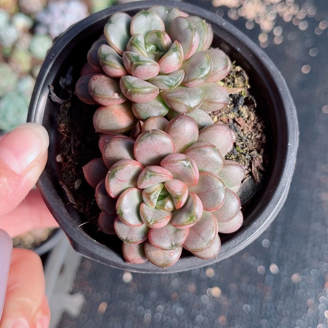 57号风靡园艺双头