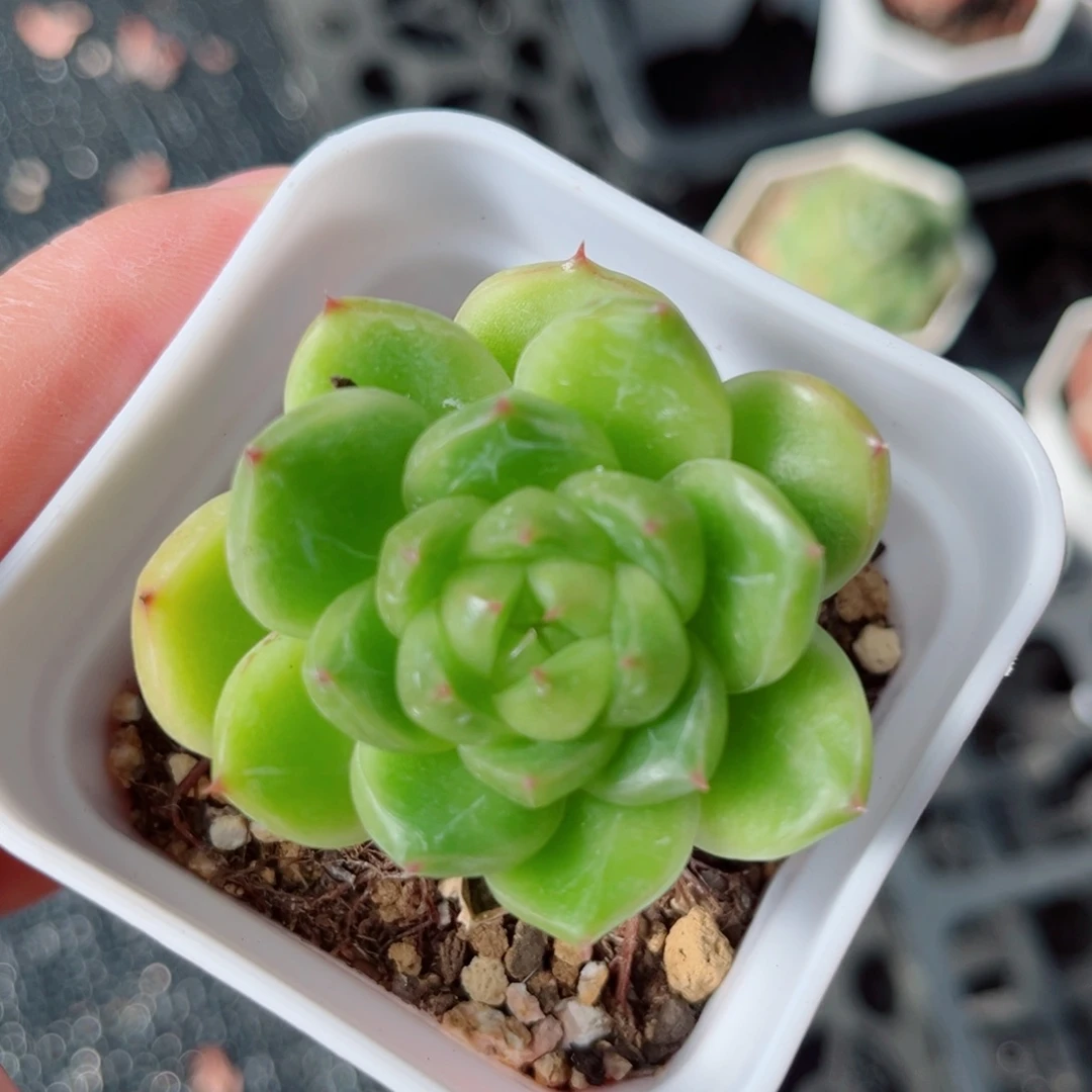 49号风靡园艺珍妮单