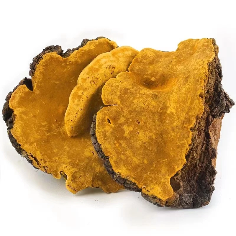 【西藏桑黄】西藏雪域高原农家藏桑黄/煲汤/煮水100g/250g/袋