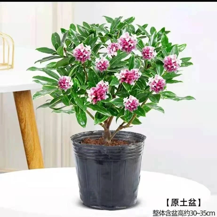金边瑞香花瑞香耐寒四季常青年宵花室内开花浓香型常绿芳香传统