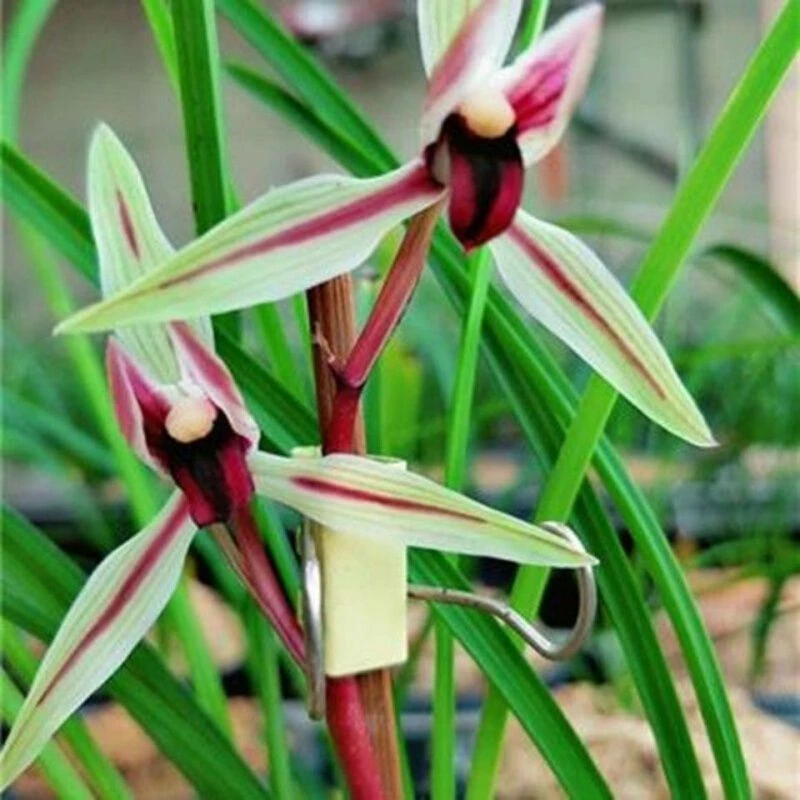 直播间一物一拍各种兰花艺草