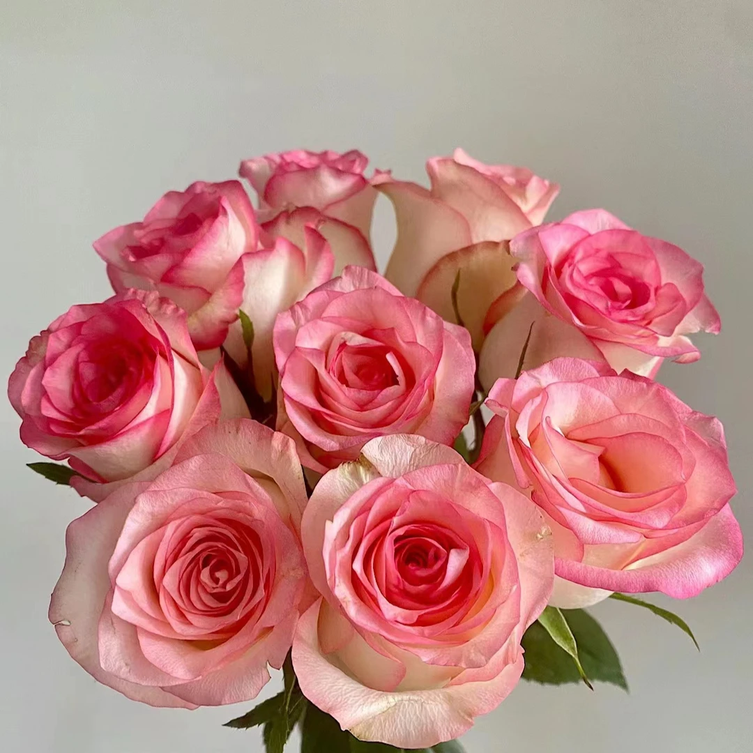 【云海鲜花】艾莎玫瑰 云南鲜花基地直发 花店批发任意两单顺丰包邮