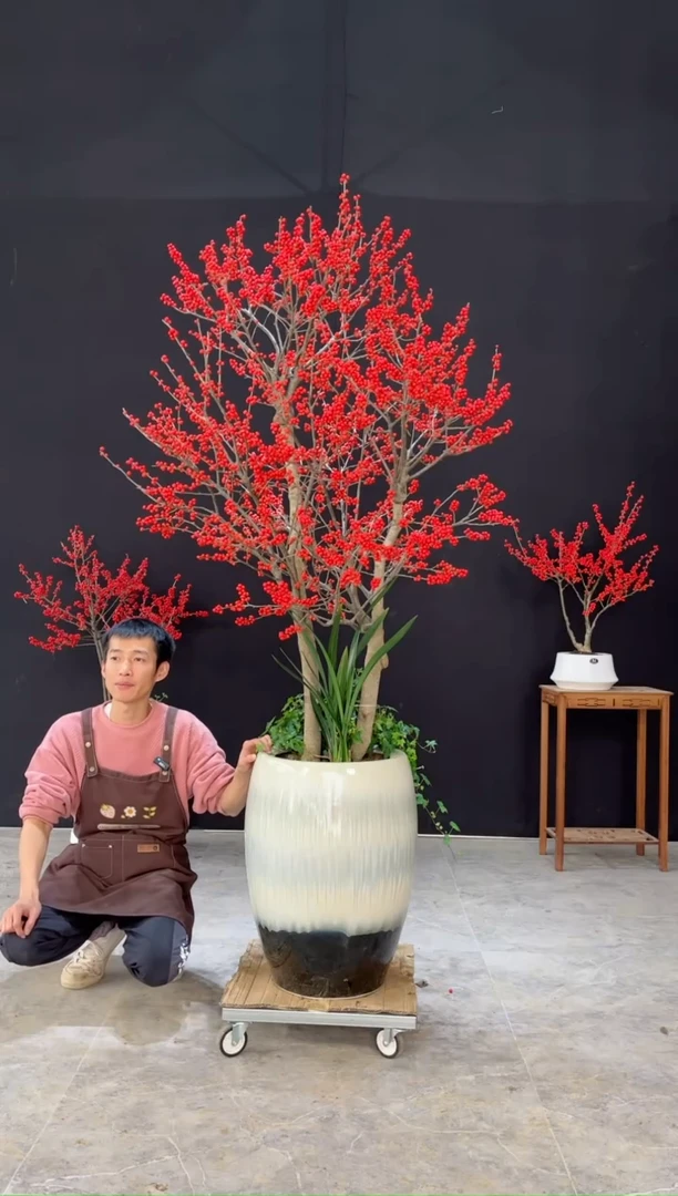 【闪购商品】北美冬青树北美冬青树