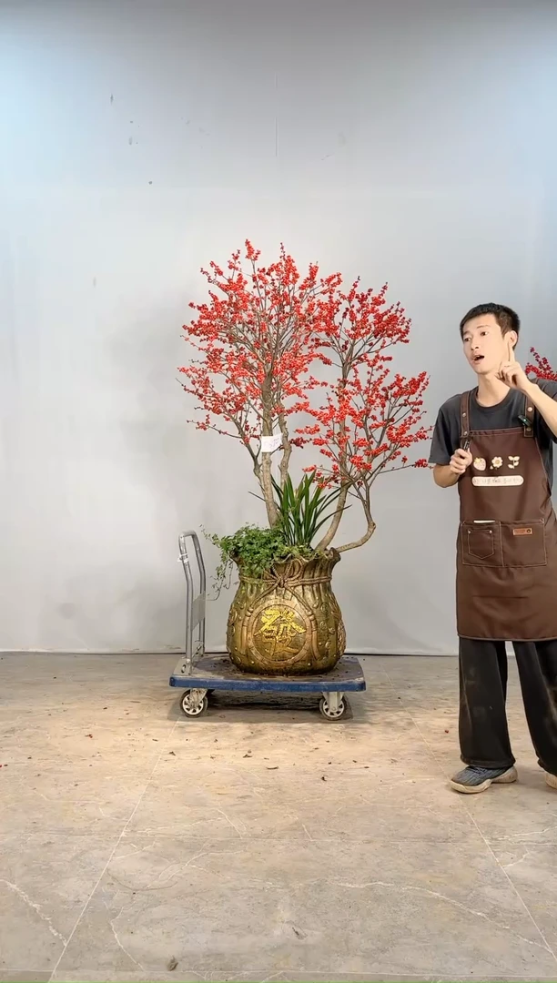 【闪购商品】北美冬青树北美冬青树