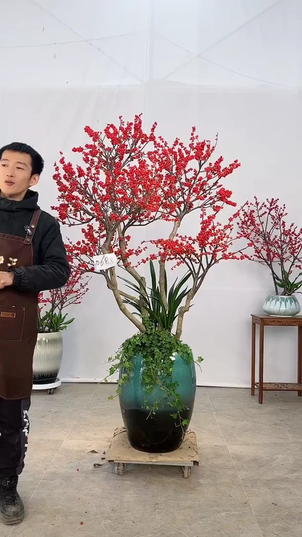 【闪购商品】北美冬青树北美冬青树北美冬青树