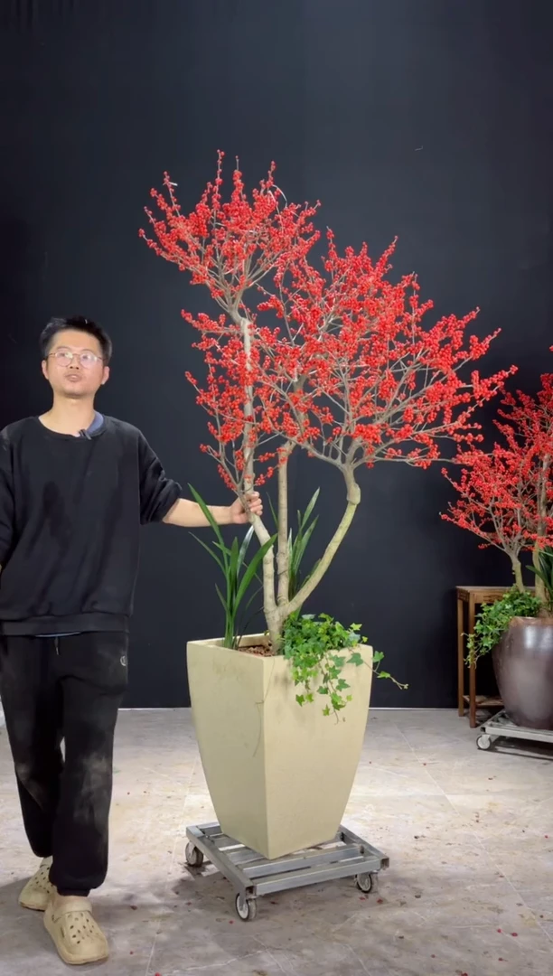 【闪购商品】北美冬青树北美冬青树