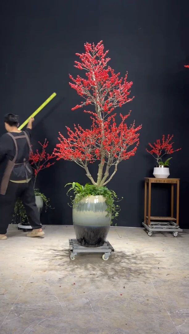 【闪购商品】北美冬青树北美冬青树