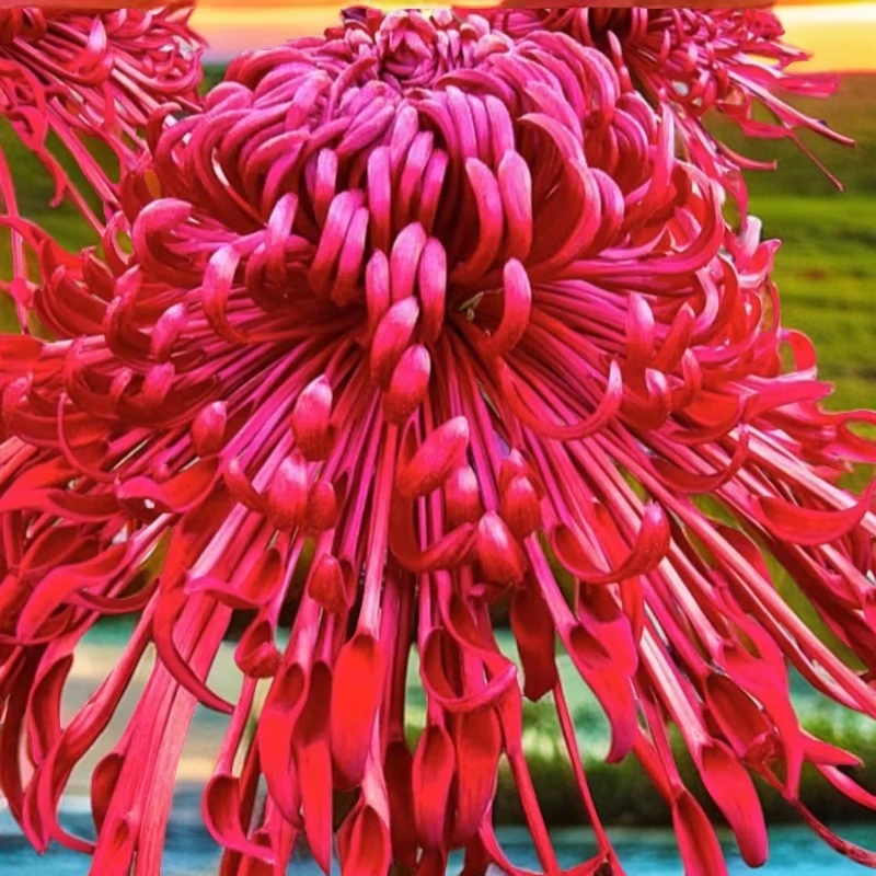 （山海窗花菊花盆栽）大花型 带花苞 原土球发货 基地直销 包对版