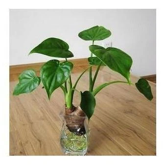 千手观音水培植物状客厅绿植花卉盆栽 水培中秋好礼水培观音竹