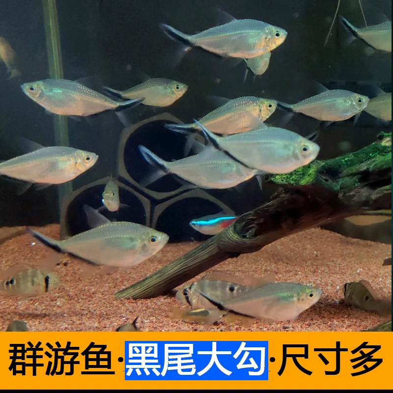 群游小王子黑尾大勾鱼红肚铅笔蓝帝王豹纹斑马小型灯科热带观赏鱼