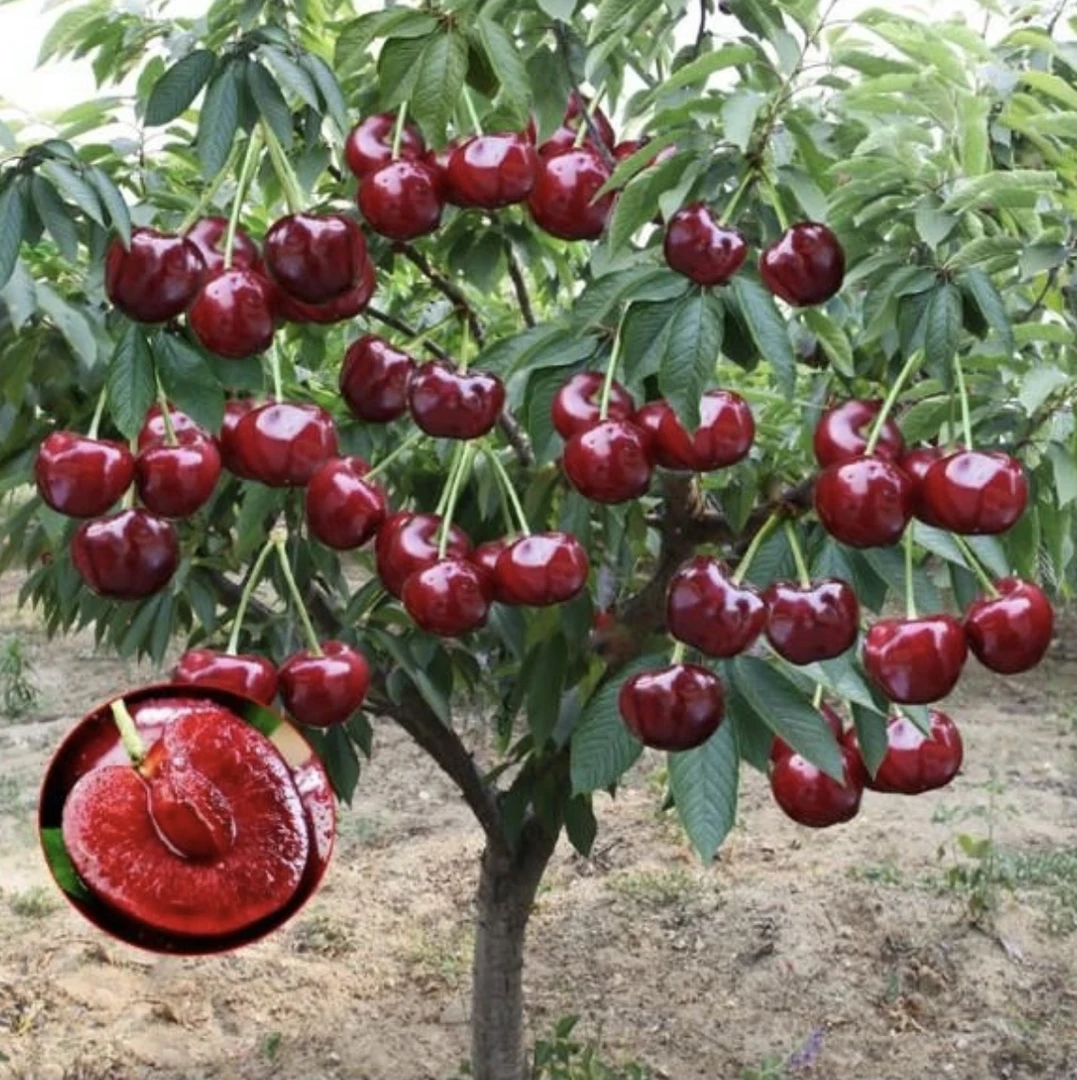 【抢！优质大苗】黑珍珠美早智利俄八桑提娜南北方种植盆栽地栽