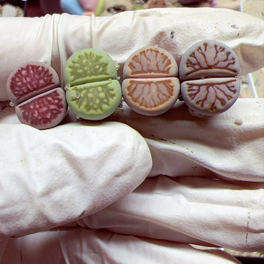 深***觉1103 153优秀的肉肉