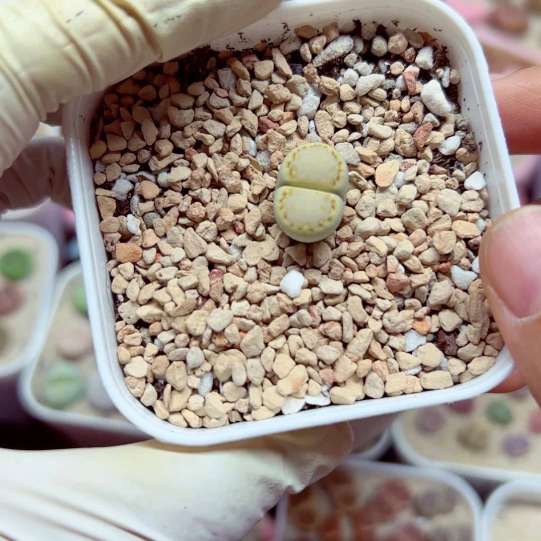 ω****了1022 112优秀的肉肉