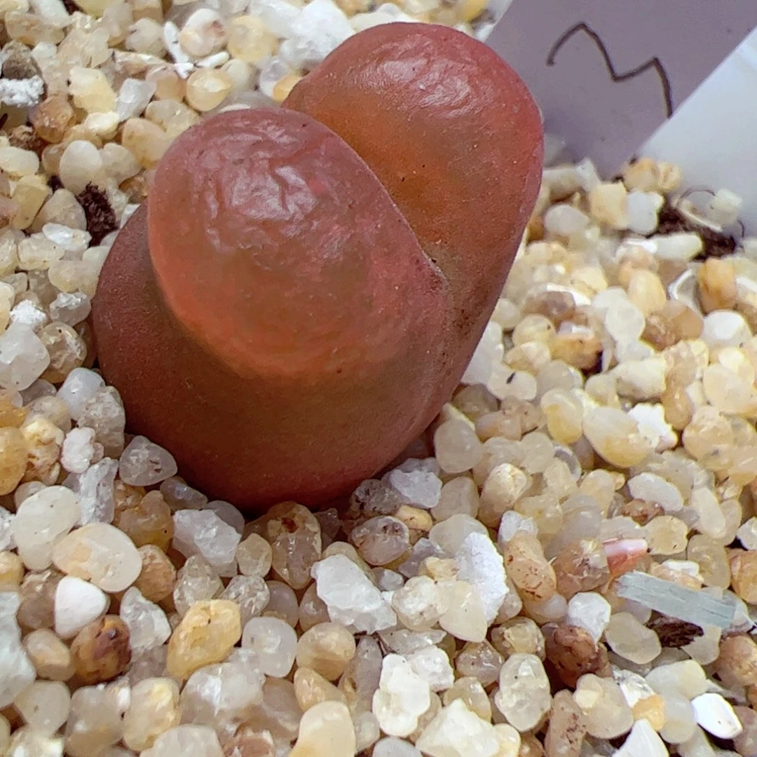 106 85小桃子一个