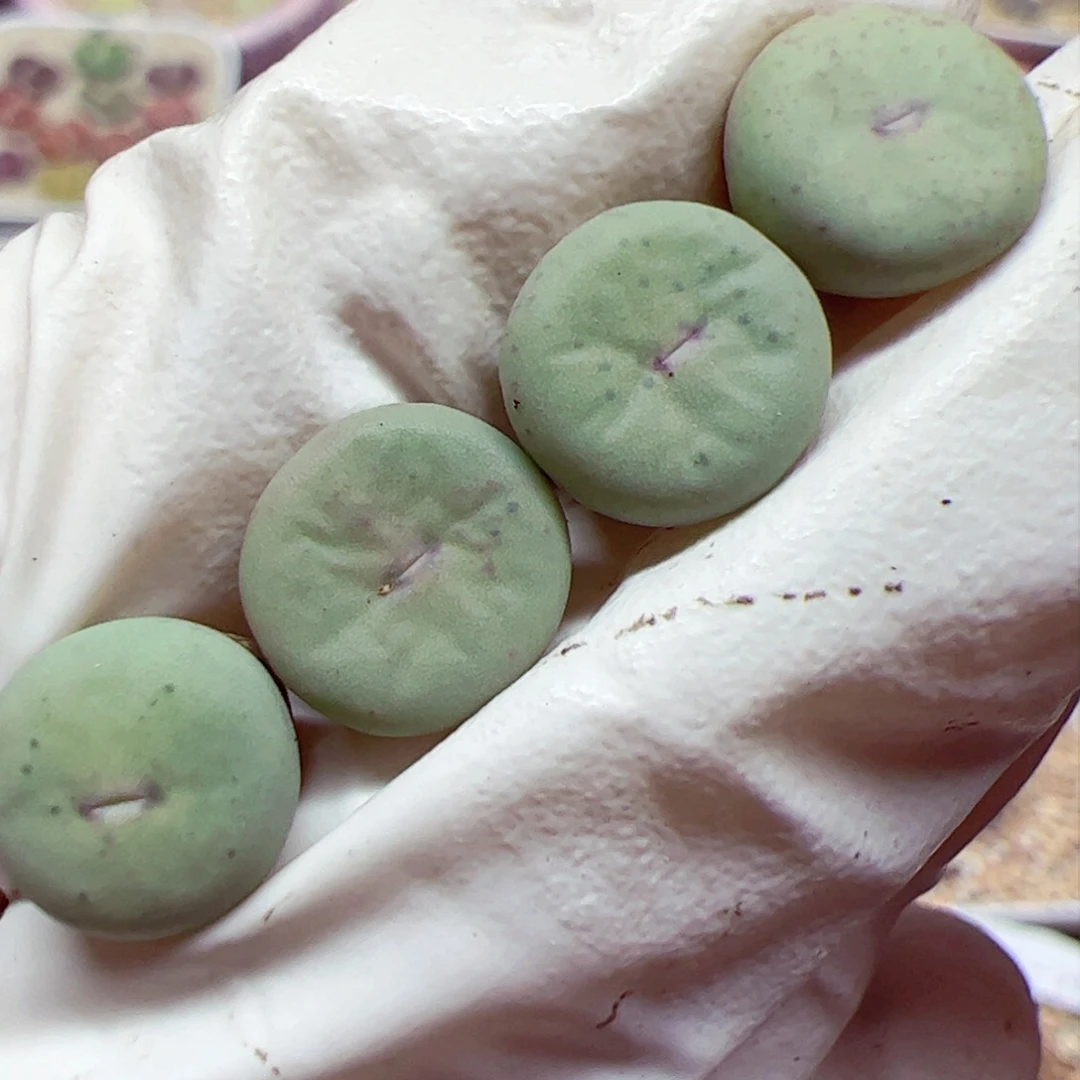 1103 103优秀的肉肉